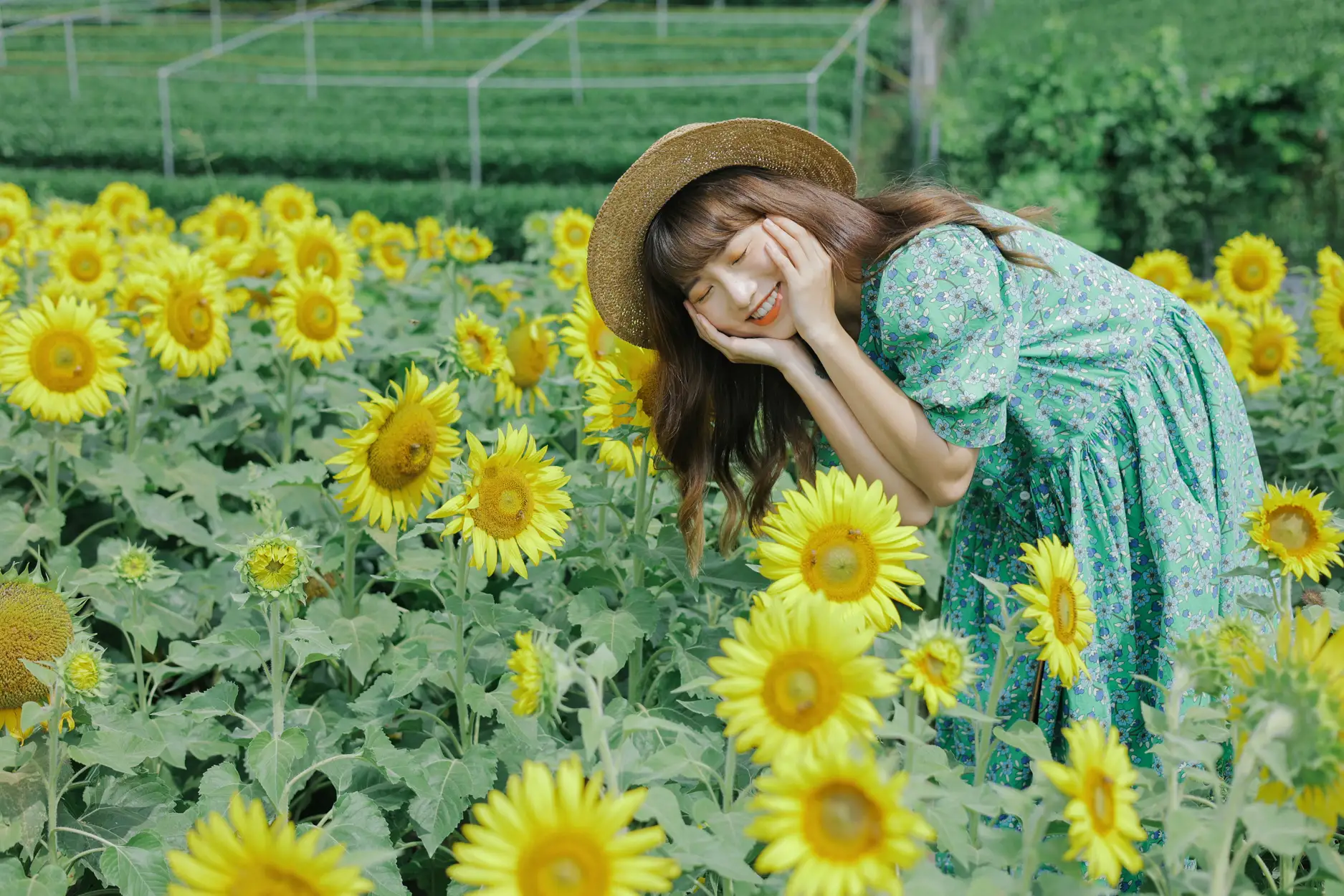 [艺图语] 2022.07.12 Vol.1458 – 向日葵的夏日 蓝胖子-#[33P]-10